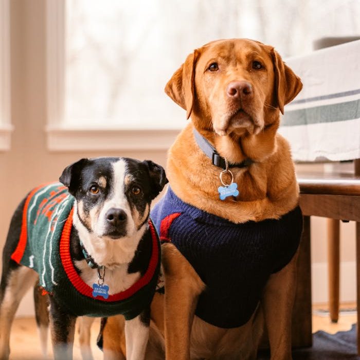 Two dogs wearing sweaters indoors near a bright window, creating a cozy atmosphere.