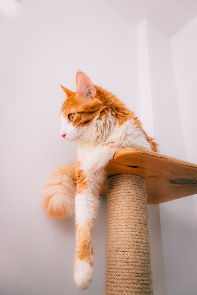 About A ginger cat lounging elegantly on a scratching post against a white wall background.