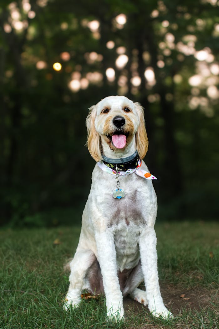 A cute Goldendoodle dog sits on grass with a happy expression in a park.