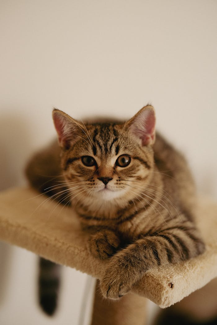 Adorable tabby kitten lounging on a beige cat tree indoors, cute pet image.